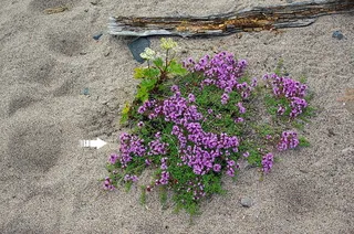 Creeping thyme / wild thyme
