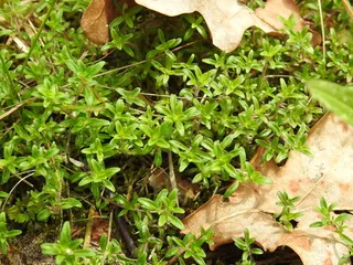 Creeping thyme / wild thyme (Thymus serpyllum) — mature form