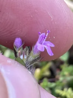 Creeping thyme / wild thyme (Thymus serpyllum) — foliage