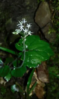 Foamflower