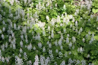 Foamflower