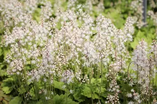 Foamflower (Tiarella cordifolia), mature form