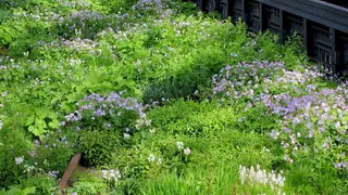 Foamflower (Tiarella cordifolia), bloom
