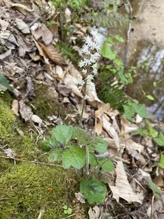 Foamflower (Tiarella cordifolia) — mature form
