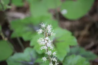 Foamflower (Tiarella cordifolia) — foliage