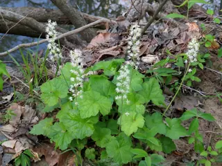 Foamflower (Tiarella cordifolia), foliage