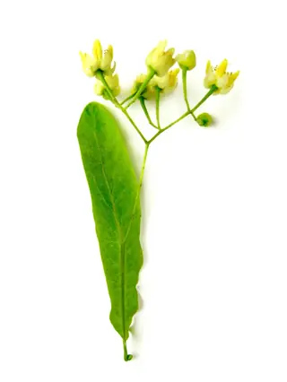 American Linden (Tilia americana), mature form