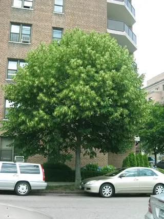 American Linden (Tilia americana), foliage