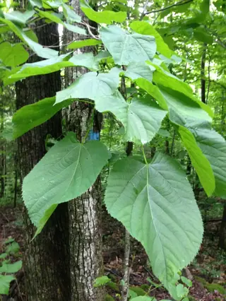 Linden — American- American Sentry™, 'Redmond' (Tilia americana) — mature form