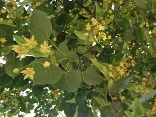 American Linden flower