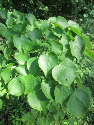 Linden — Littleleaf – GREENSPIRE®