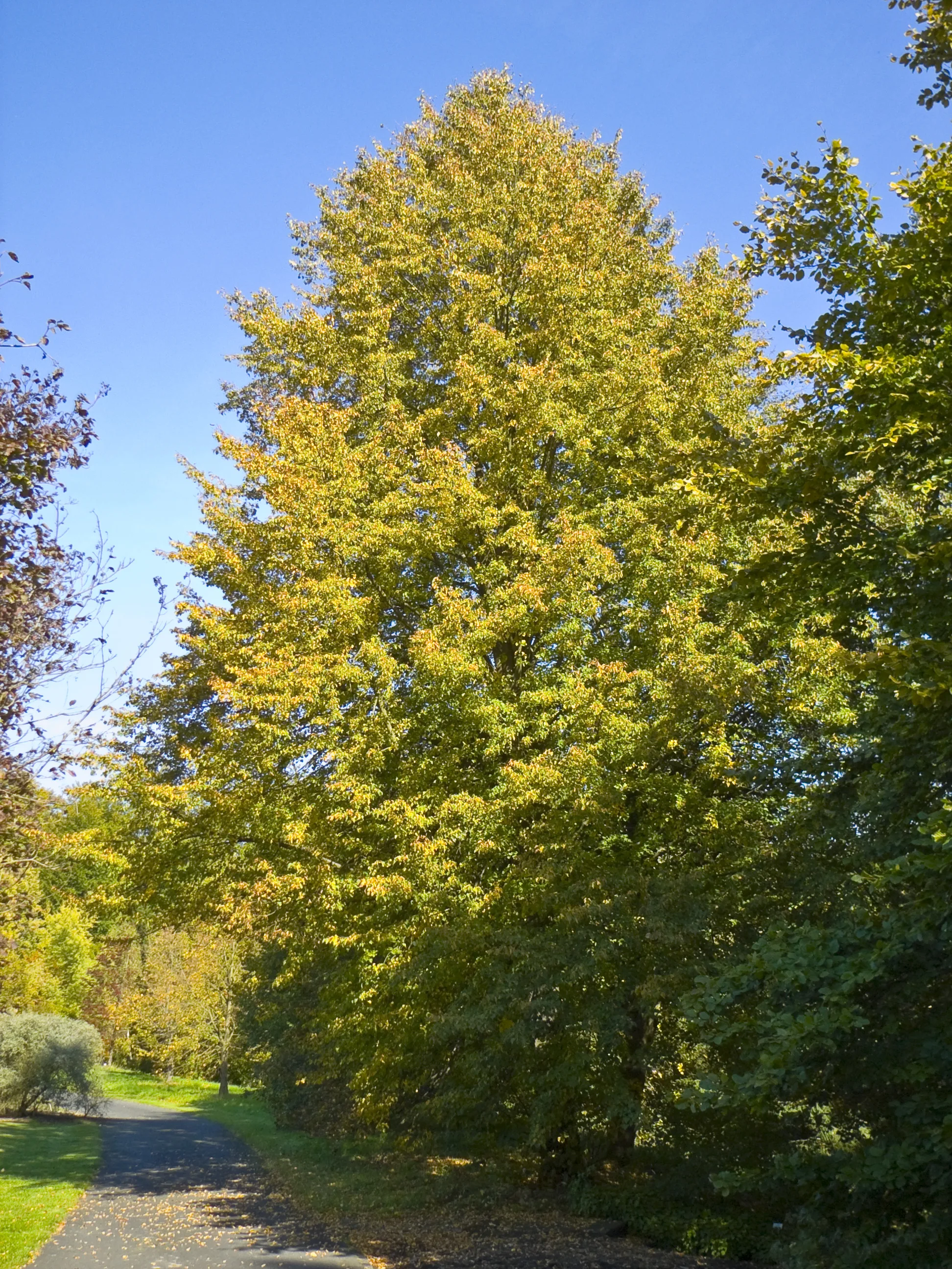 Littleleaf Linden