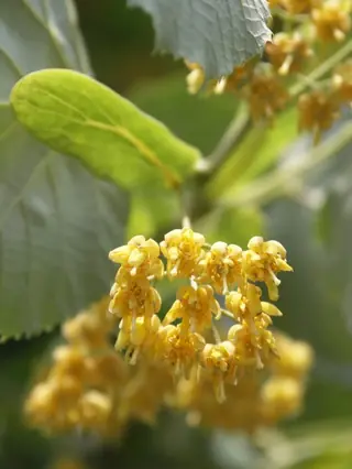 Littleleaf Linden flower