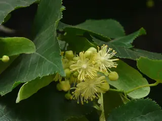 Littleleaf: Linden (Tilia cordata), habit