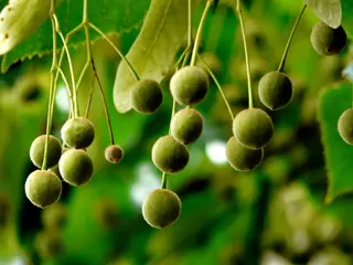 Linden — 'Harvest Gold' (Tilia cordata x mongolica) — mature form