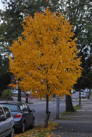 Linden, 'Harvest Gold'