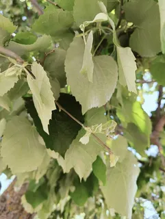 Linden — Silver – 'Sterling Silver'