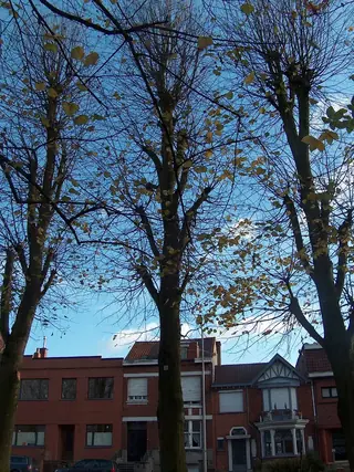 Silver: Sterling Silver Linden (Tilia tomentosa), foliage