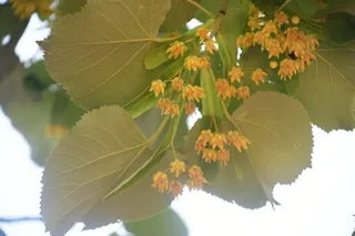 Linden — Silver – 'Sterling Silver' (Tilia tomentosa) — mature form