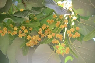Linden — Silver – 'Sterling Silver' (Tilia tomentosa) — foliage