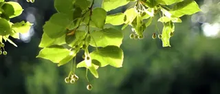Linden — 'Glenleven' (Tilia x flavescens) — mature form