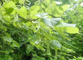 Linden — 'Glenleven' (Tilia x flavescens) — foliage