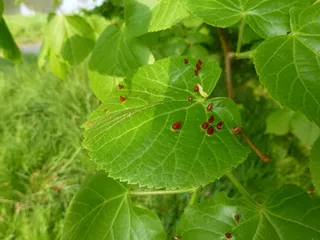 Linden — 'Glenleven' (Tilia x flavescens) — bloom