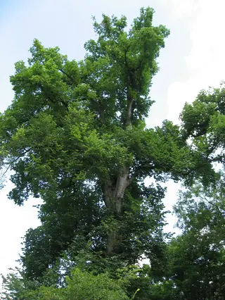 American: Valley Forge Elm (Ulmus americana), bloom