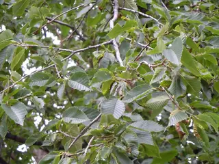 American: Valley Forge Elm (Ulmus americana), habit