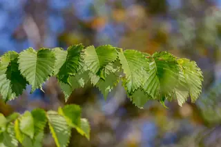Elm — American – 'Valley Forge', 'New Harmony', 'Princeton' (Ulmus americana) — mature form