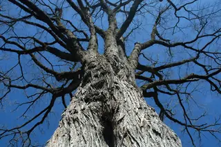 Elm — American – 'Valley Forge', 'New Harmony', 'Princeton' (Ulmus americana) — foliage
