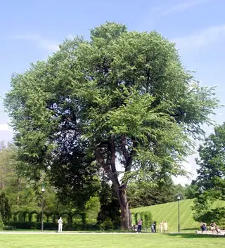 Elm — American – 'Valley Forge', 'New Harmony', 'Princeton'