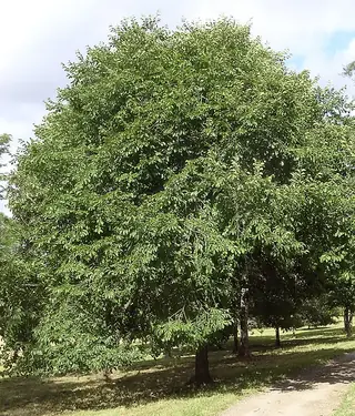 Elm — David, GREENSTONE®, CHOICECITY® (Ulmus davidiana) — mature form