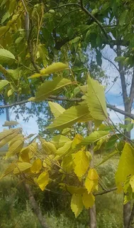 Elm — David, GREENSTONE®, CHOICECITY® (Ulmus davidiana) — foliage