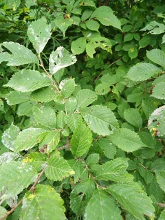 Elm — 'New Horizon' (Ulmus japonica x U. pumila 'New Horizon') — mature form