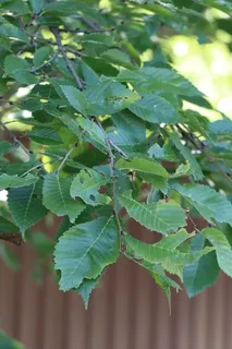 Elm — 'New Horizon' (Ulmus japonica x U. pumila 'New Horizon') — foliage