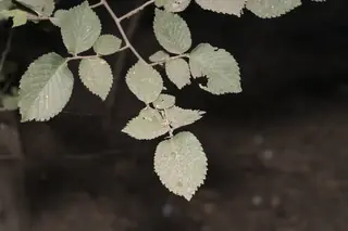 Elm — 'Frontier' (Ulmus minor x U. parvifolia) — mature form