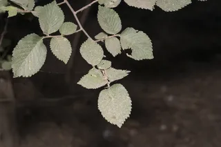Elm — 'Frontier' (Ulmus minor x U. parvifolia) — foliage
