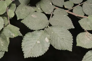 Elm — 'Frontier' (Ulmus minor x U. parvifolia) — bloom
