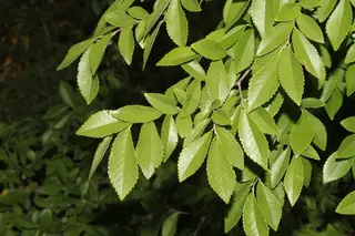 all cultivars