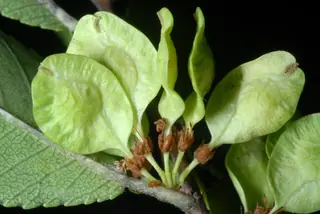 all cultivars (Ulmus parvifolia) — mature form