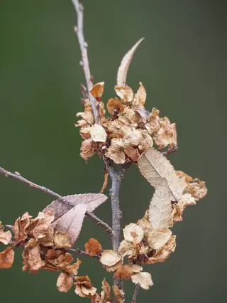 all cultivars (Ulmus parvifolia) — foliage