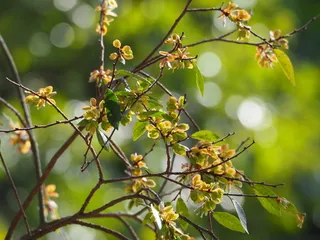 all cultivars (Ulmus parvifolia) — bloom