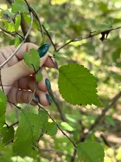 'Emerald Sunshine' (Ulmus propinqua) — bloom