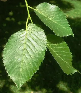 Elm — TRIUMPH® Elm