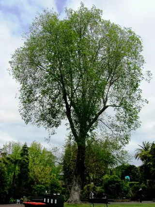 Elm — TRIUMPH® Elm (Ulmus x 'Morton Glossy') — mature form