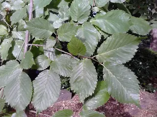 Elm — TRIUMPH® Elm (Ulmus x 'Morton Glossy') — foliage