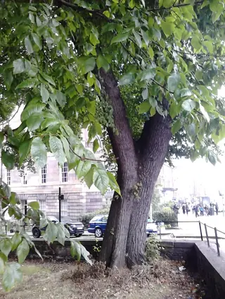 Elm — TRIUMPH® Elm (Ulmus x 'Morton Glossy') — bloom