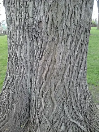 Elm — TRIUMPH® Elm (Ulmus x 'Morton Glossy') — fall color