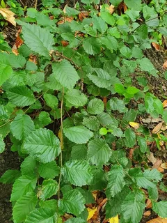 Elm — TRIUMPH® Elm (Ulmus x 'Morton Glossy') — habit